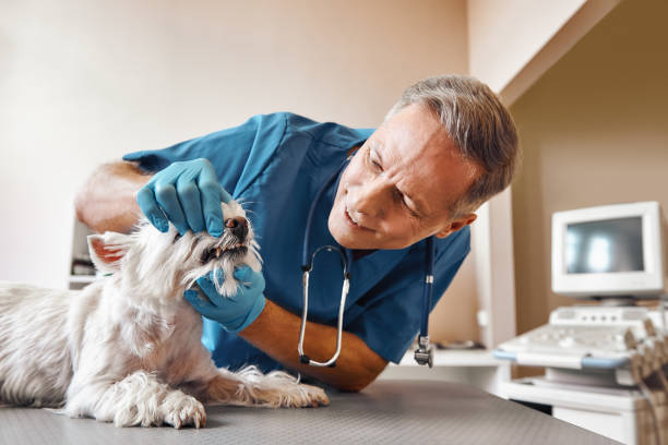 Best Emergency Gum Treatment in Freeland, PA